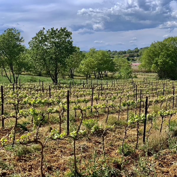 Domaine La Révolte - Victor Anglade