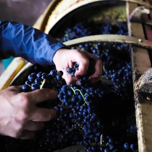 Vignoble du Rab - Thydha & Nicolas Gonnin