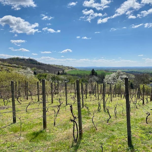 Šiklóš Winery - Viktor Sipos