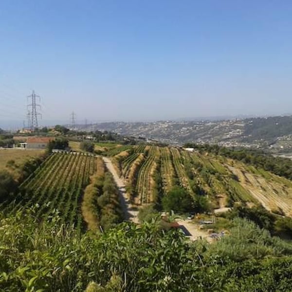 Domaine De Vinceline - Vincent & Céline Dauby