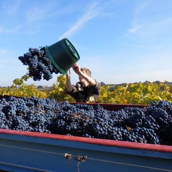 Domaine Ogereau - Vincent & Emmanuel Ogereau