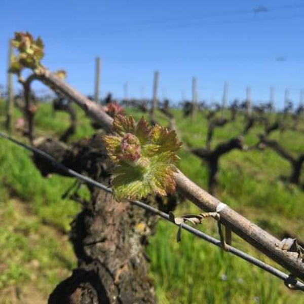 Domaine Ogereau - Vincent & Emmanuel Ogereau