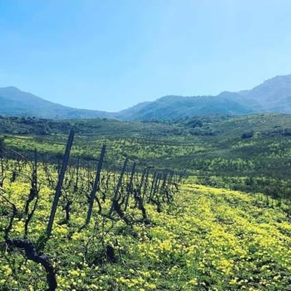 Agricola VIRÀ - Vincenzo Rappa