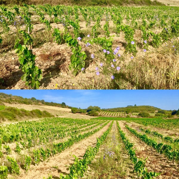 La Spanda - Virginie Maignien