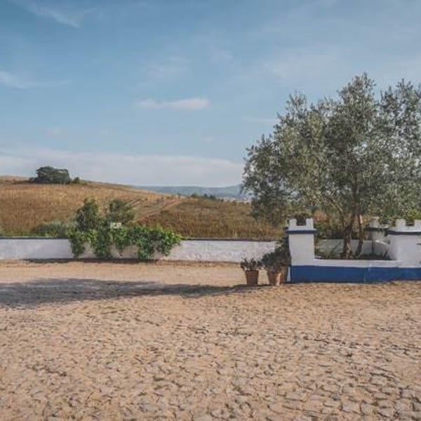 Quinta do Olival da Murta - Vivas Family