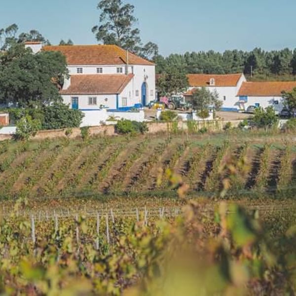 Quinta do Olival da Murta - Vivas Family