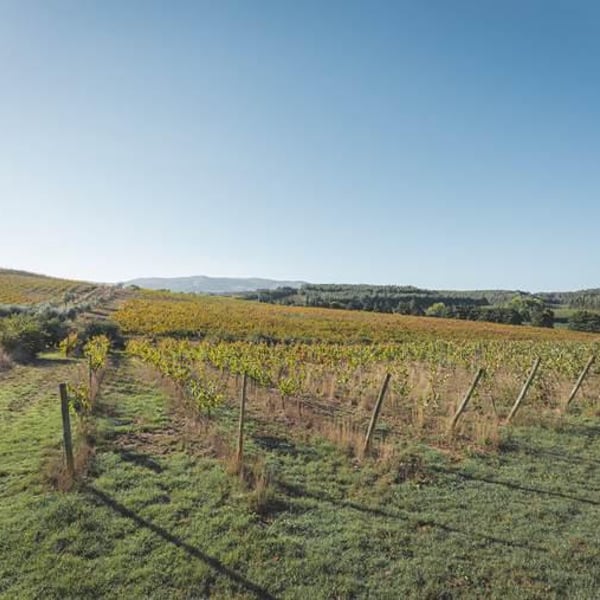 Quinta do Olival da Murta - Vivas Family