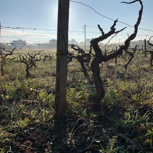 Podere ai Contadini - Walter Iannini