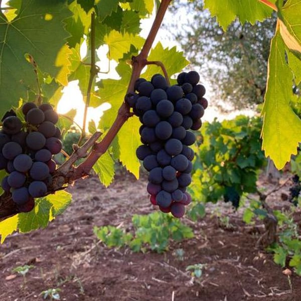 Podere ai Contadini - Walter Iannini