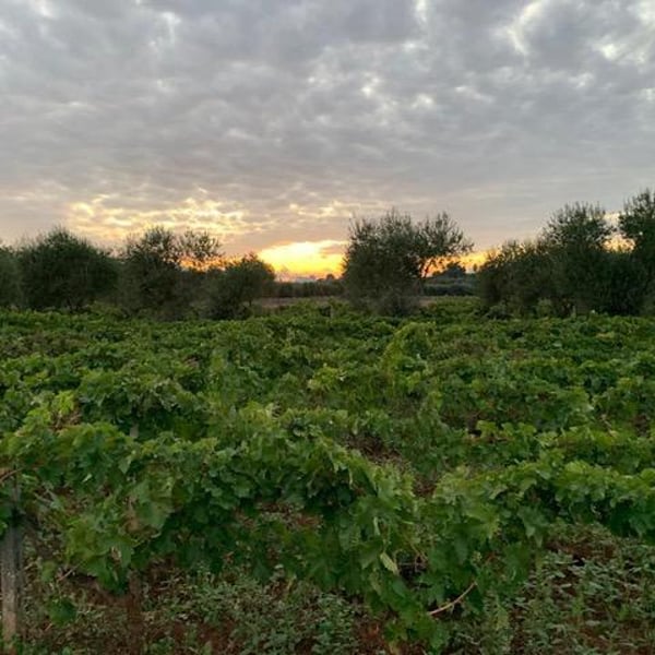 Podere ai Contadini - Walter Iannini