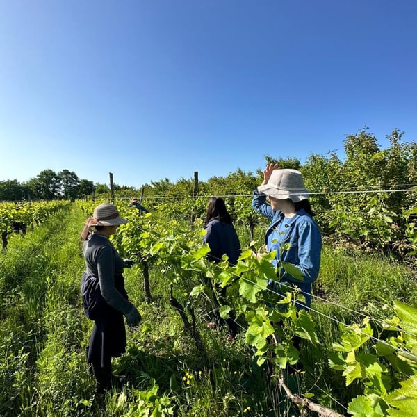 Winery Pi - Teona Omarashvili