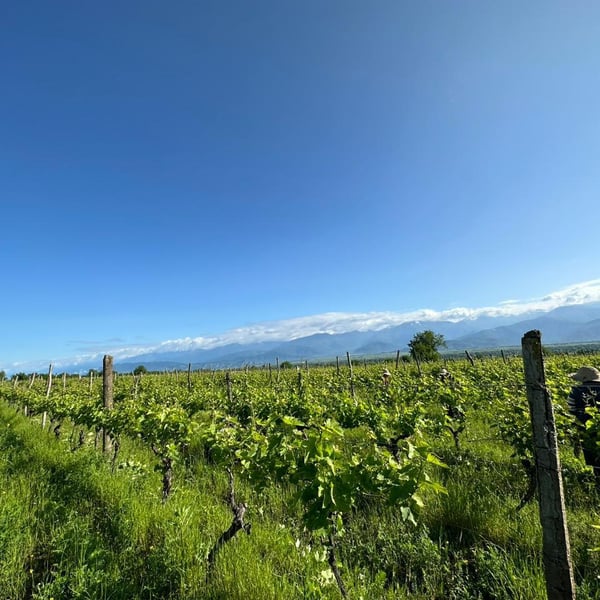 Winery Pi - Teona Omarashvili