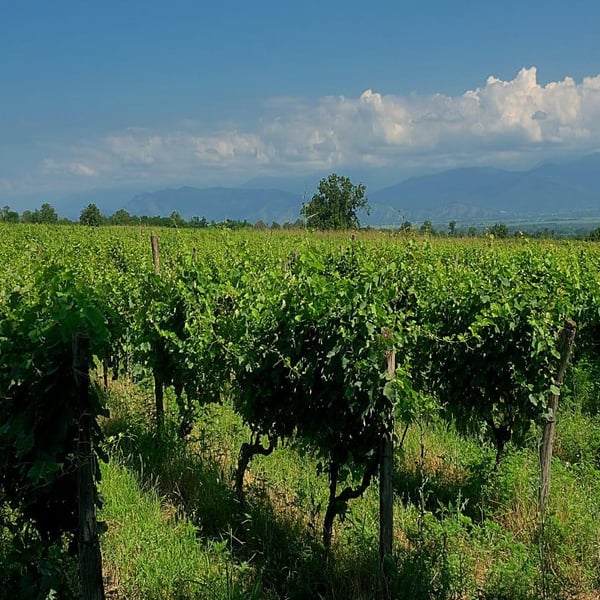 Winery Pi - Teona Omarashvili