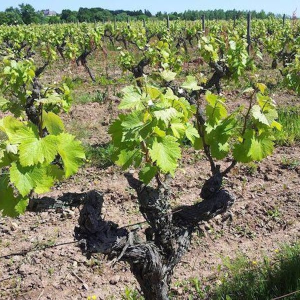 Le Vin à Poil ! - Xavier Marchais