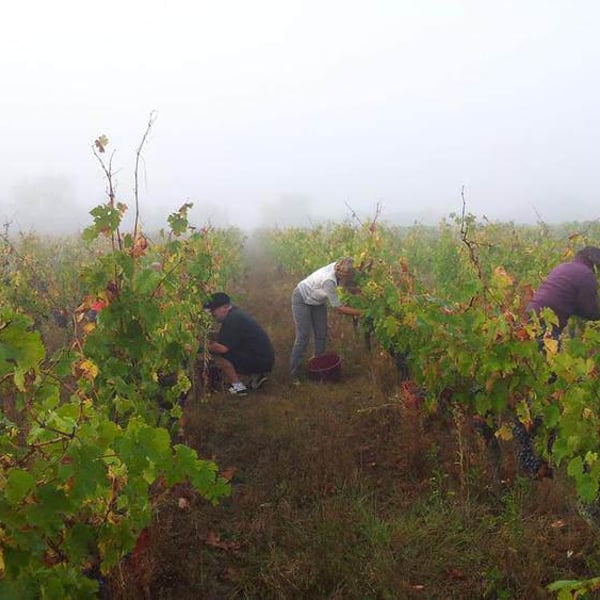 Le Vin à Poil ! - Xavier Marchais