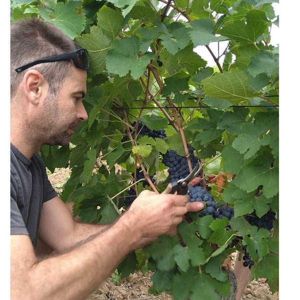 Domaine Ledogar - Xavier, Mathieu & Benoît Ledogar