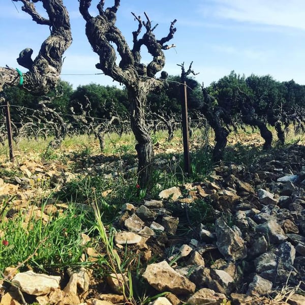 Domaine Yoan Rega - Yoan Rega