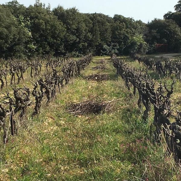 Domaine Yoan Rega - Yoan Rega