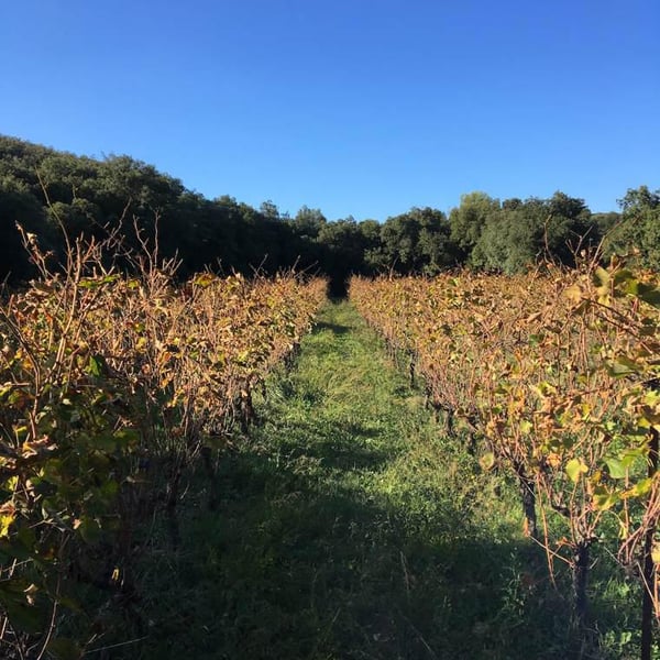 Domaine Yoan Rega - Yoan Rega