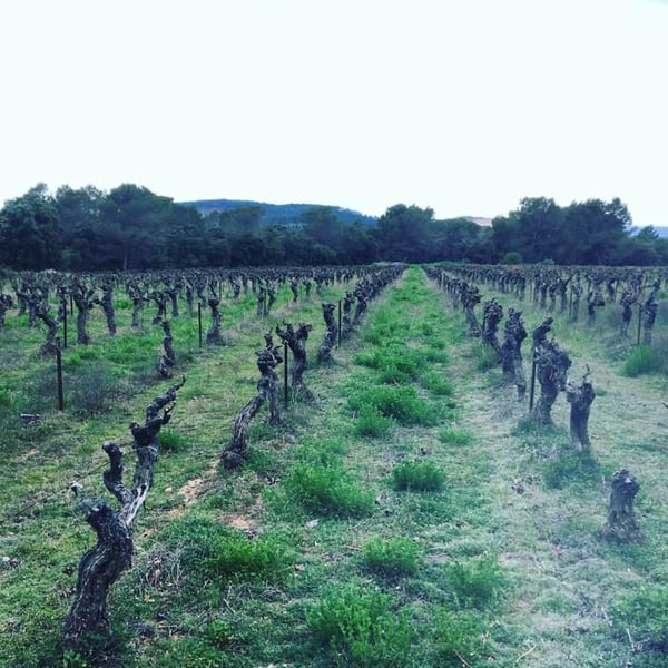 Domaine Yoan Rega - Yoan Rega