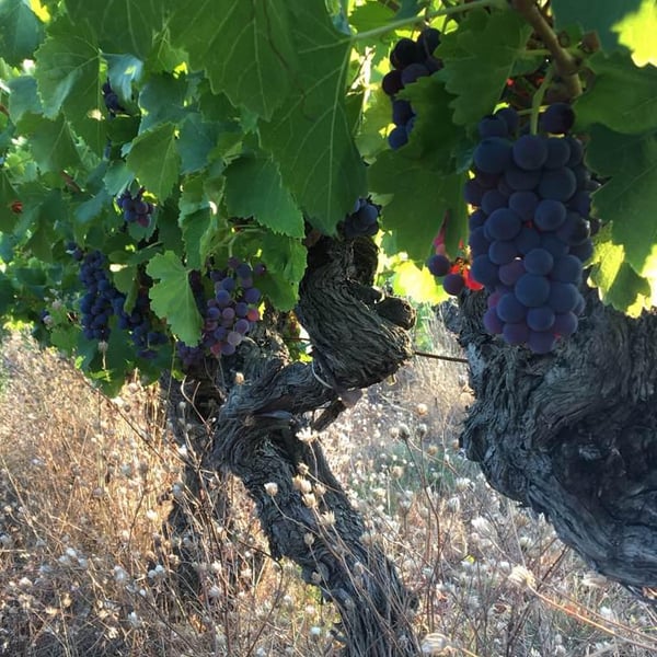 Domaine Yoan Rega - Yoan Rega