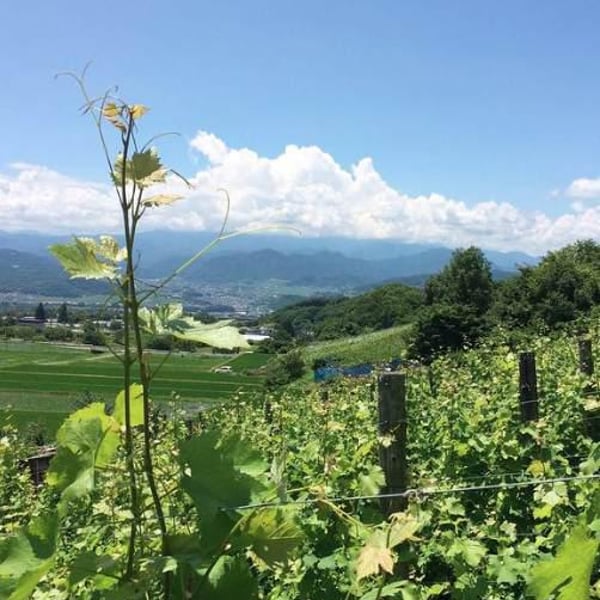 Domaine Nakajima - Yutaka Nakajima