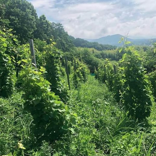 Domaine Nakajima - Yutaka Nakajima