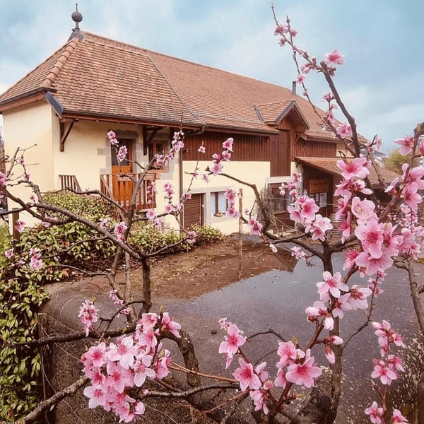 Domaine de la Mermière - Vins du Coin - Yves, Christophe & Justine Batardon