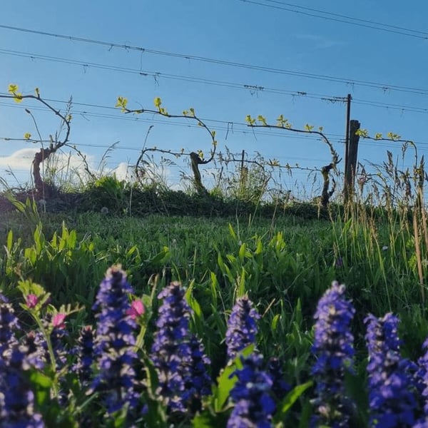 Domaine de la Mermière - Vins du Coin - Yves, Christophe & Justine Batardon