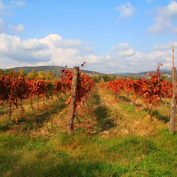 Jakeli Wines - Zaza & Mariam Jakeli