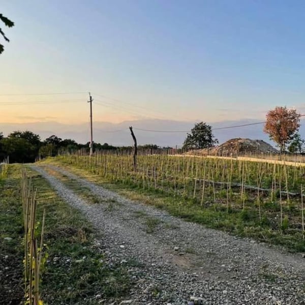 Jakeli Wines - Zaza & Mariam Jakeli