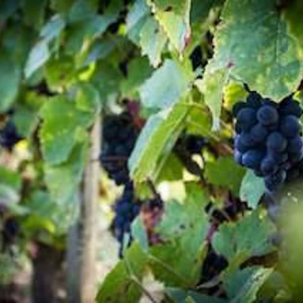 Clos du Tue-Bœuf - Zoé, Louise & Thierry Puzelat