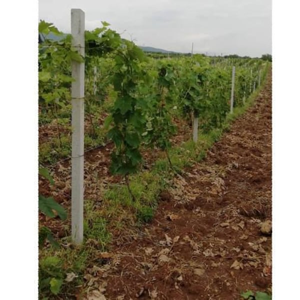 Khvtisia Wines - Zurab Khvtisiashvili