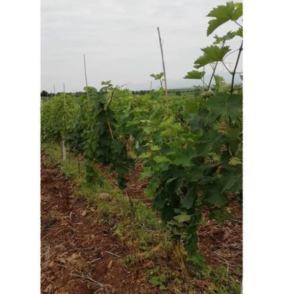 Khvtisia Wines - Zurab Khvtisiashvili