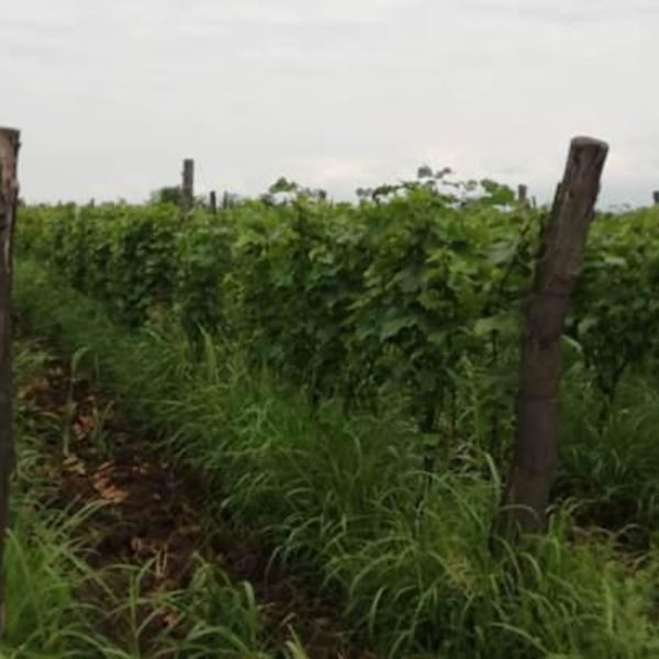 Khvtisia Wines - Zurab Khvtisiashvili