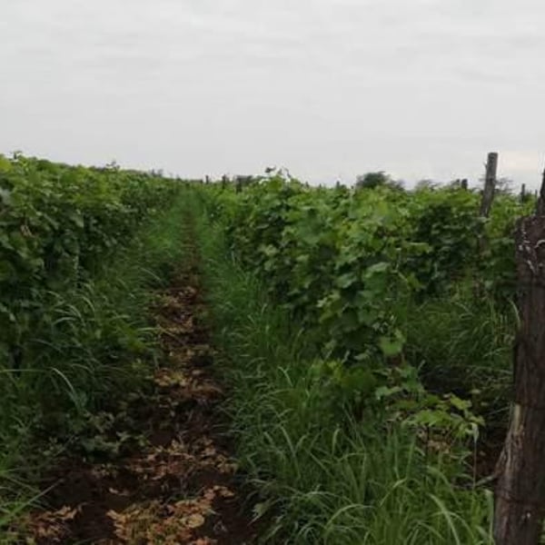 Khvtisia Wines - Zurab Khvtisiashvili