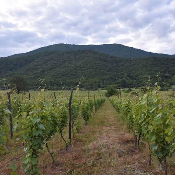 Zurab Kviriashvili Vineyards LLC - Zurab Kviriashvili