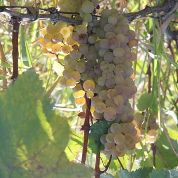 Georgian Wine Heritage - Zurab Zatuashvili