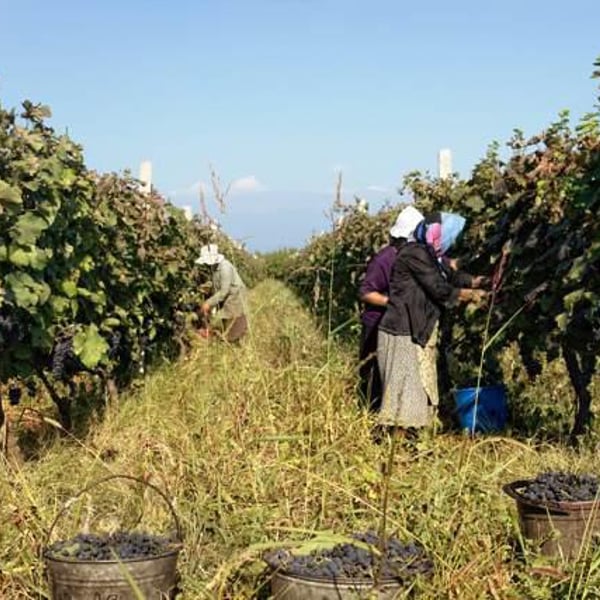 Georgian Wine Heritage - Zurab Zatuashvili