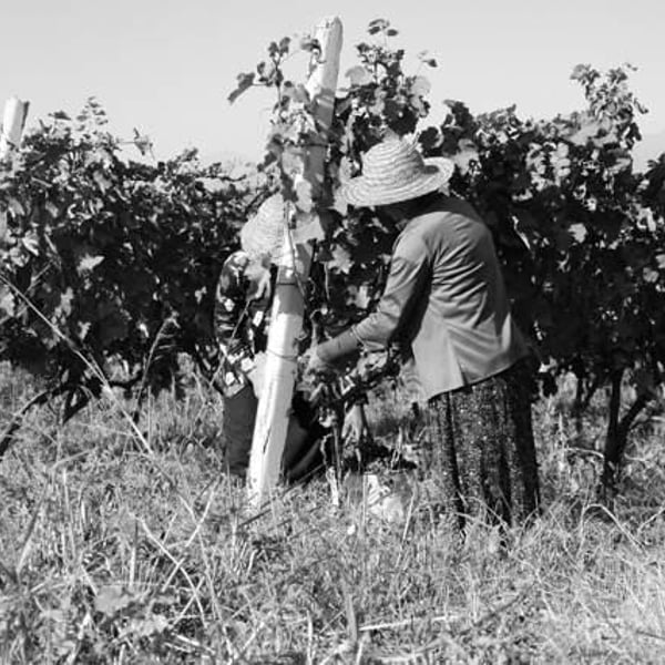 Georgian Wine Heritage - Zurab Zatuashvili