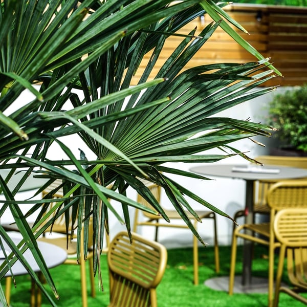 VERTIGO CAFÉ 1307446