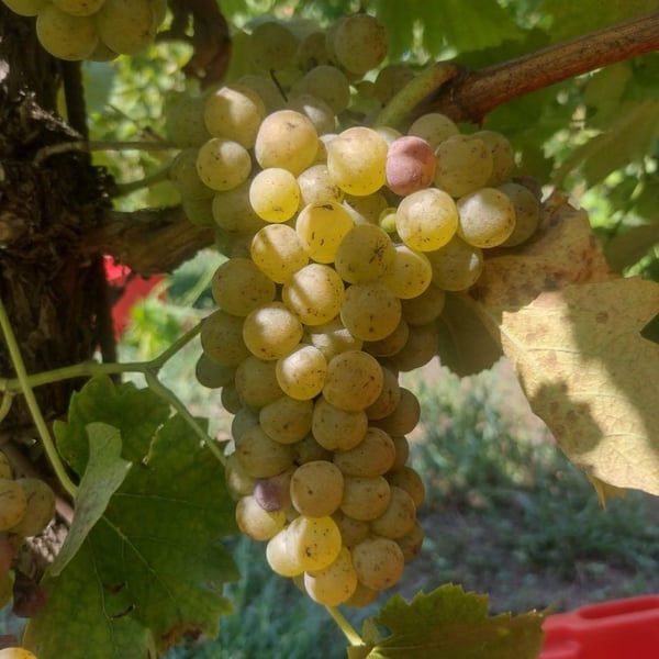 Azienda Alberto Lot - Alberto Lot