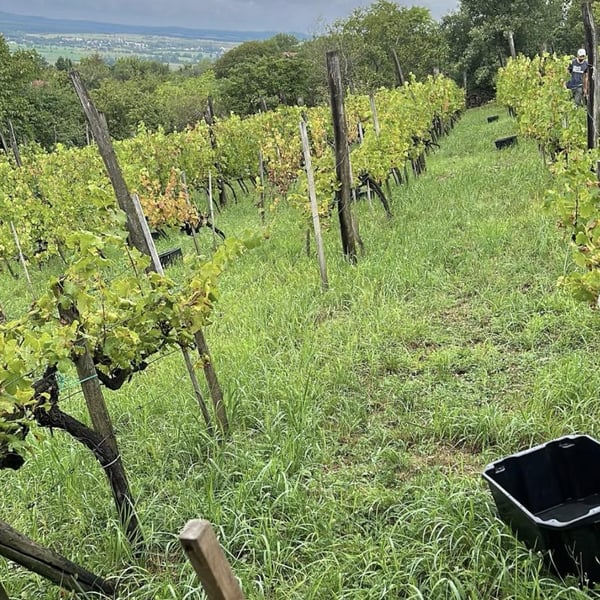 Annamaria Torok & Attila Francisti