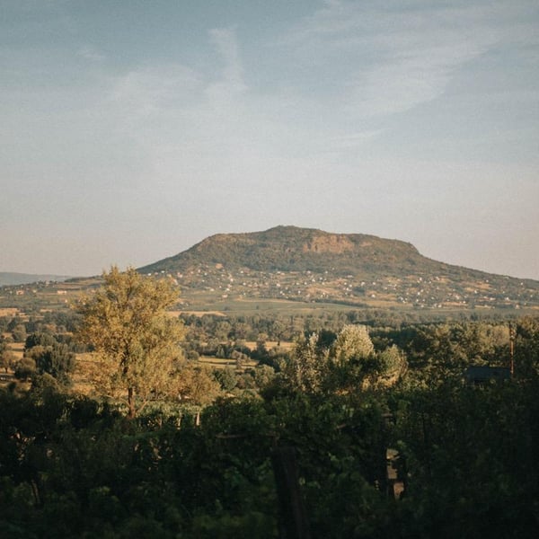 Kolonia 52 - Annamaria Torok & Attila Francisti