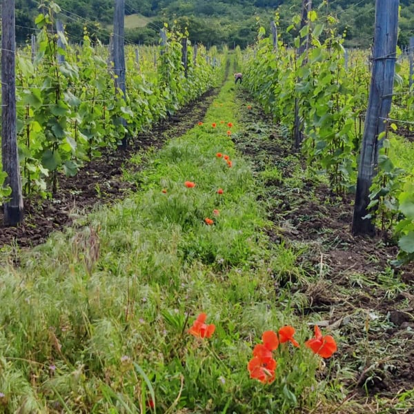 Attila Sánta & Zoltán Varga