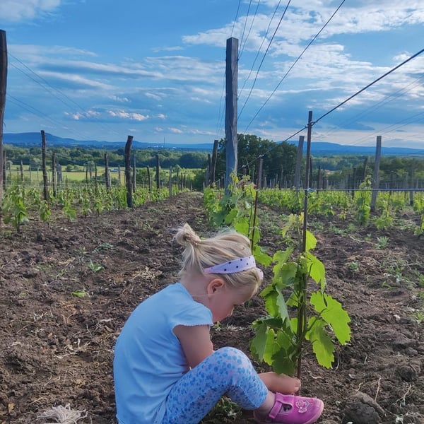 Kövesd Wine - Attila Sánta & Zoltán Varga