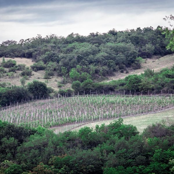 Kövesd Wine - Attila Sánta & Zoltán Varga