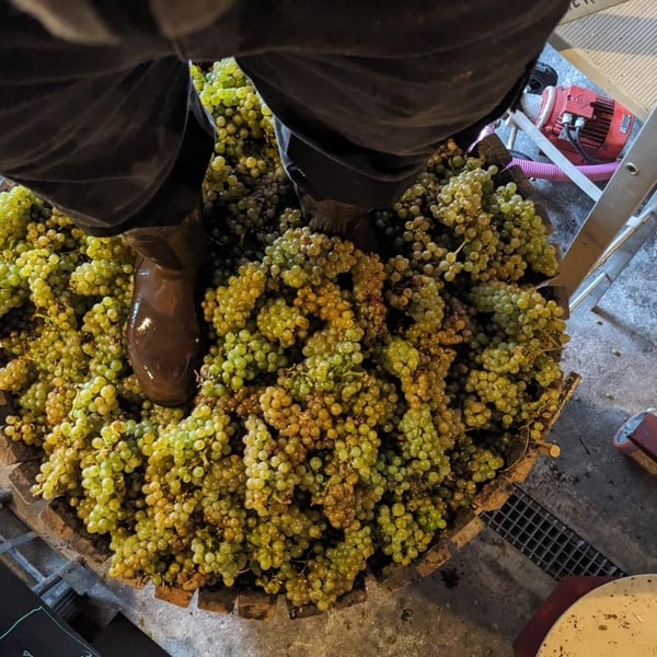 Aurélie Fried & Antoine Mazurier