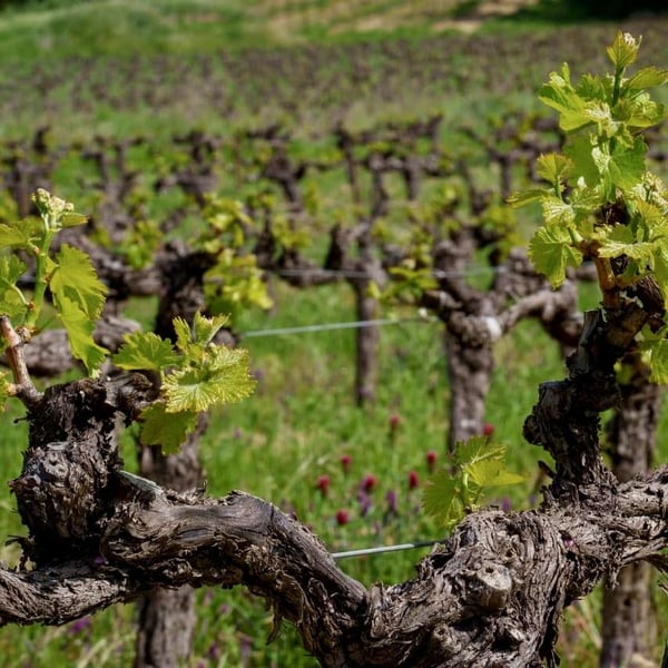 Domaine La Providence - Bénédicte & Jean-Benoit Comor