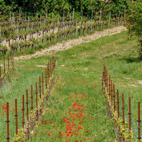 Domaine La Providence - Bénédicte & Jean-Benoit Comor